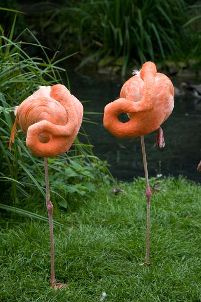 FH_090803_8979.jpg - Roze flamingo