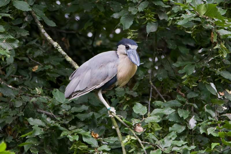 FH_090803_8989.jpg - Lepelbekreiger