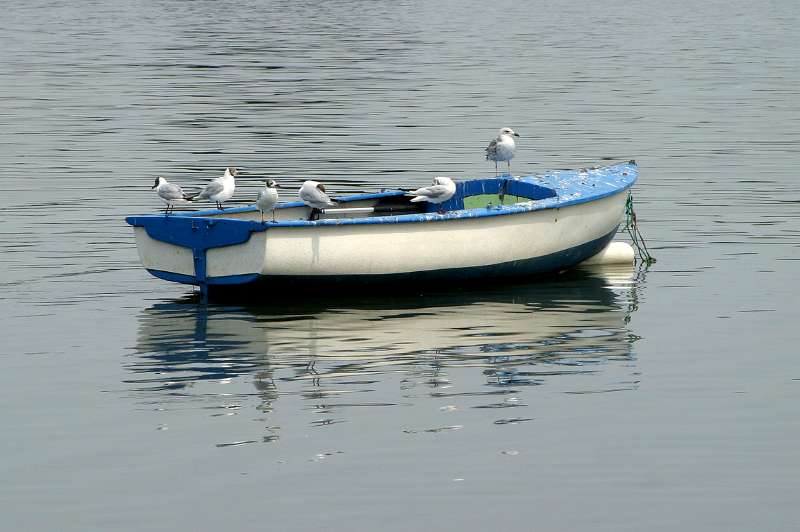 FH_AN_0010.jpg - Sea-gull boat at Saint Cado (Belz - Morbihan - France)