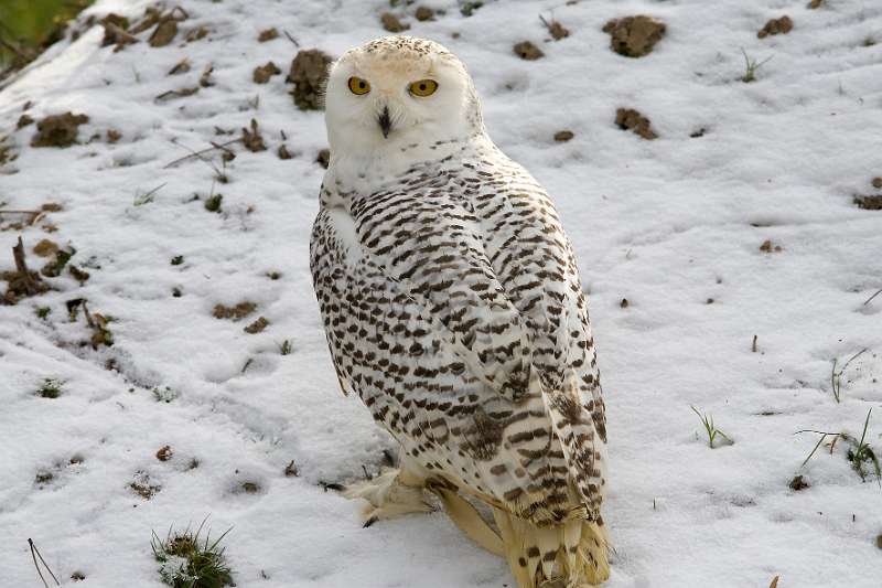 FH_100213_11500.jpg - Bubo scandiacus - Sneeuwuil (juv)