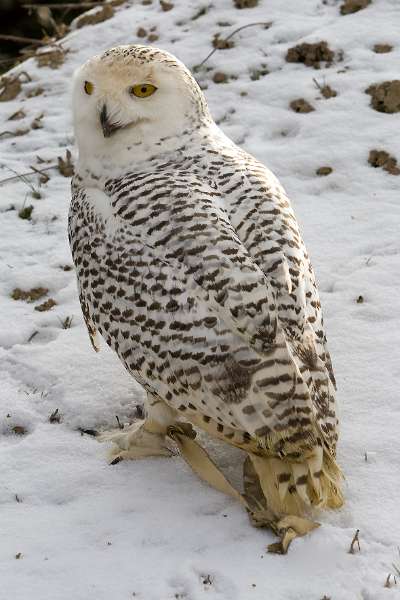 FH_100213_11503.jpg - Bubo scandiacus - Sneeuwuil (juv)