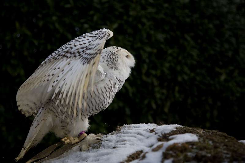 FH_100213_11514.jpg - Bubo scandiacus - Sneeuwuil (juv)