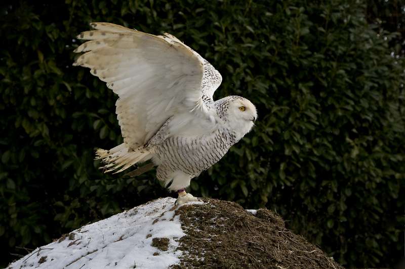 FH_100213_11526.jpg - Bubo scandiacus - Sneeuwuil (juv)