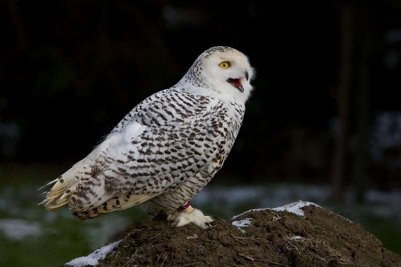 FH_100213_11531.jpg - Bubo scandiacus - Sneeuwuil (juv)