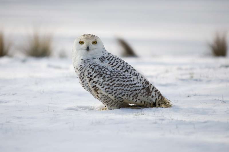 FH_100213_11543.jpg - Bubo scandiacus - Sneeuwuil (juv)