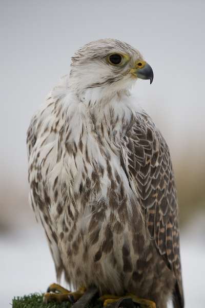 FH_100213_11567.jpg - Falco cherrug X Falco rusticolus - Sakervalk X Giervalk