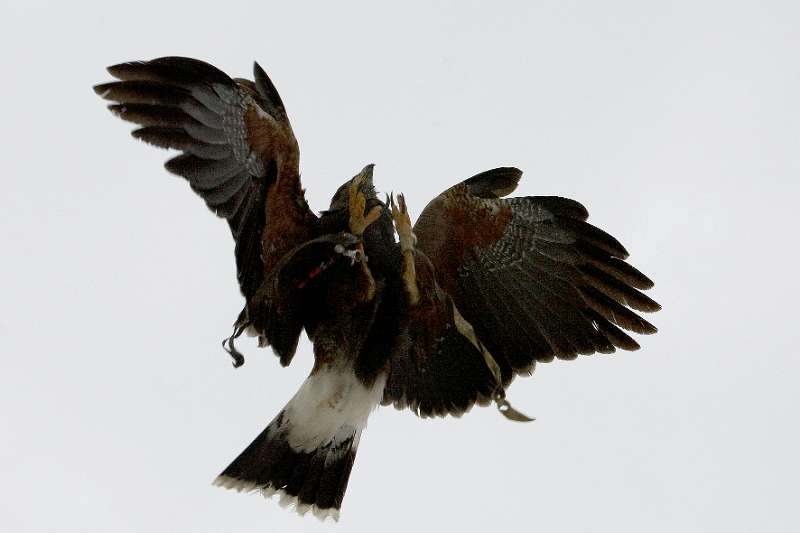 FH_100213_11715a.jpg - Parabuteo unicinctus - Woestijnbuizerd - "Harris Hawk"