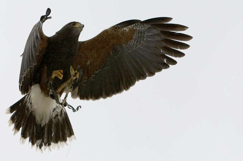 FH_100213_11716a.jpg - Parabuteo unicinctus - Woestijnbuizerd - "Harris Hawk"