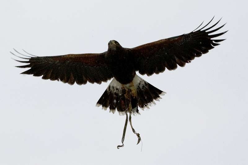 FH_100213_11719.jpg - Parabuteo unicinctus - Woestijnbuizerd - "Harris Hawk"