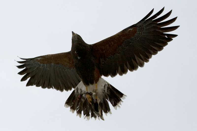 FH_100213_11728.jpg - Parabuteo unicinctus - Woestijnbuizerd - "Harris Hawk"