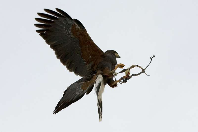 FH_100213_11736.jpg - Parabuteo unicinctus - Woestijnbuizerd - "Harris Hawk"