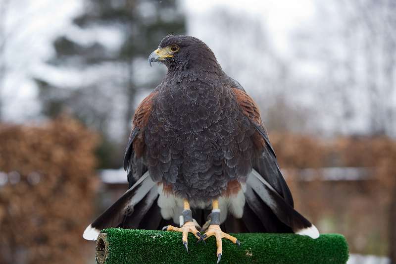 FH_100213_11744.jpg - Parabuteo unicinctus - Woestijnbuizerd - "Harris Hawk"