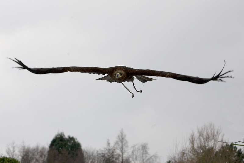 FH_100213_11752.jpg - Aquila chrysaetos - Steenarend