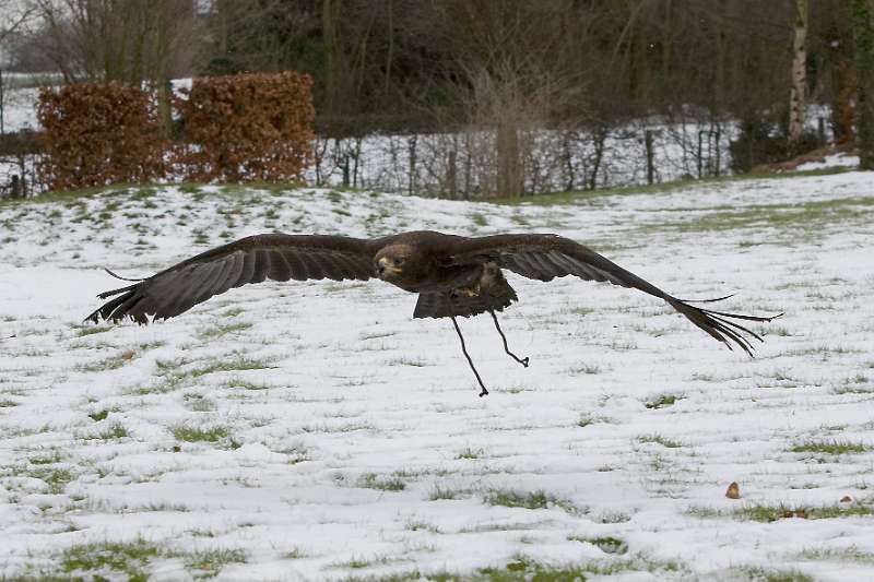 FH_100213_11770.jpg - Aquila chrysaetos - Steenarend