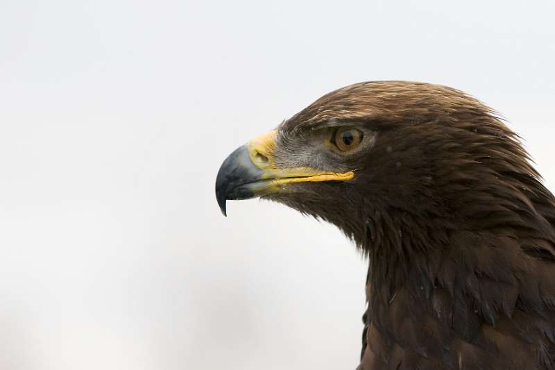 FH_100213_11786.jpg - Aquila chrysaetos - Steenarend