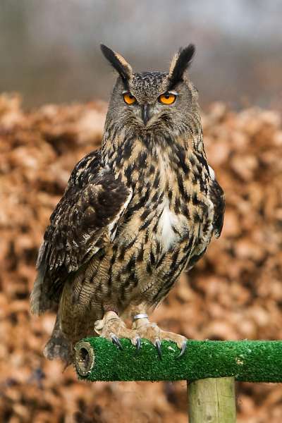 FH_100213_11907.jpg - Bubo bubo - Oehoe