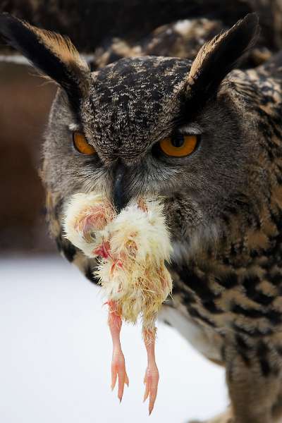 FH_100213_11970.jpg - Bubo bubo - Oehoe