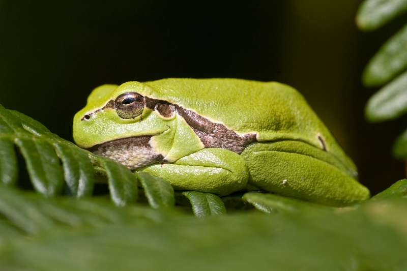 FH_AN_0026_6024.jpg - Hyla arborea