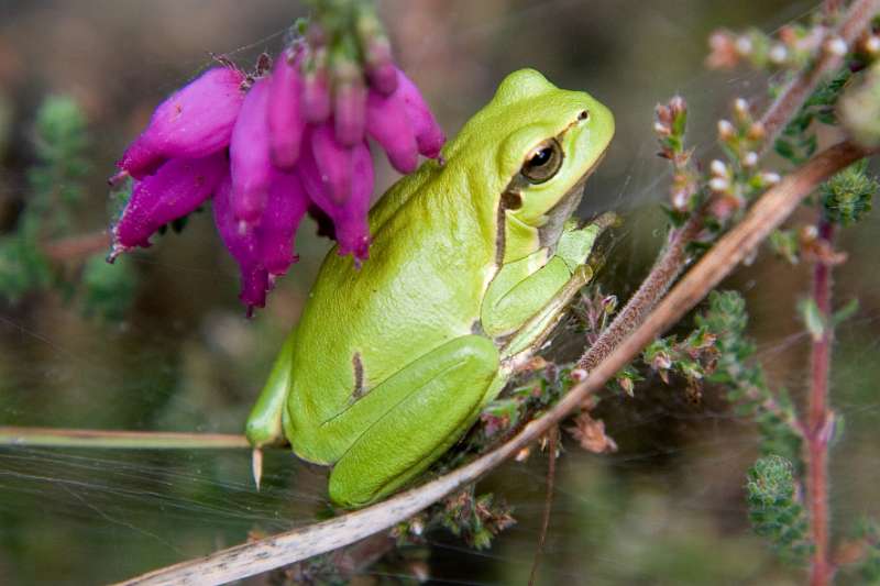 FH_AN_0027_6040.jpg - Hyla arborea