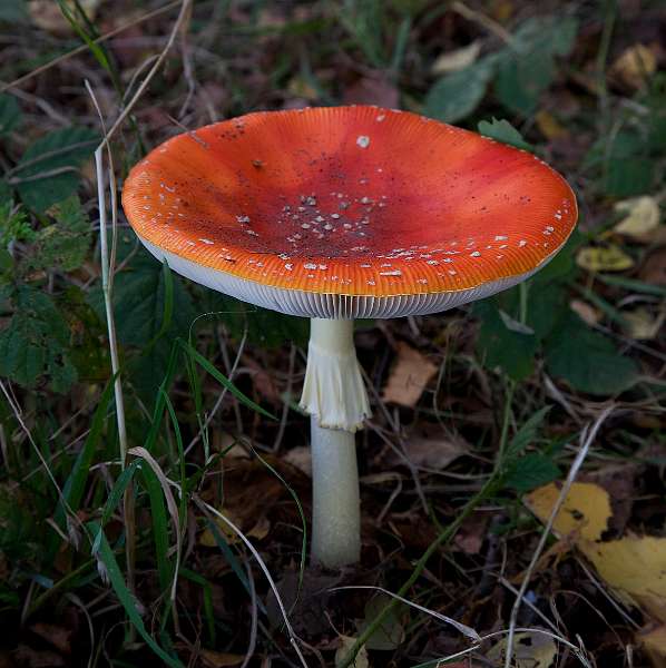 FH_091027_9884.jpg - Vliegenzwam, Amanita muscaria