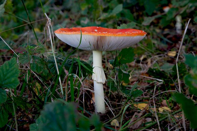 FH_091027_9886.jpg - Vliegenzwam, Amanita muscaria