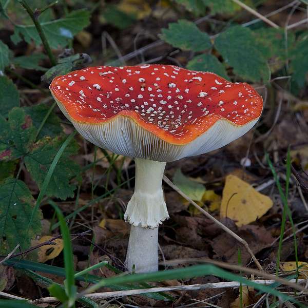 FH_091027_9889.jpg - Vliegenzwam, Amanita muscaria