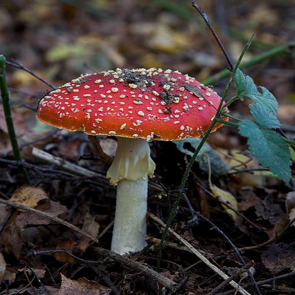 FH_091027_9891.jpg - Vliegenzwam, Amanita muscaria