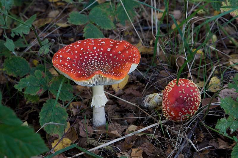 FH_091027_9893.jpg - Vliegenzwam, Amanita muscaria