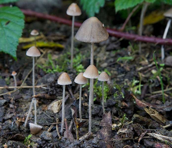 FH_091027_9954.jpg - Streepsteelmycena, Mycena polygramma