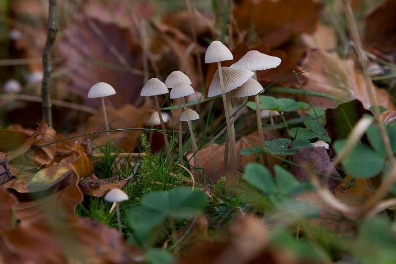 FH_091031_9980.jpg - Streepsteelmycena, Mycena polygramma