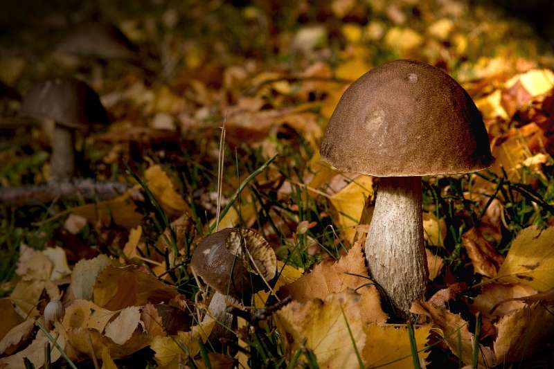 FH_091031_9990.jpg - Gewone berkeboleet, Leccinum scabrum