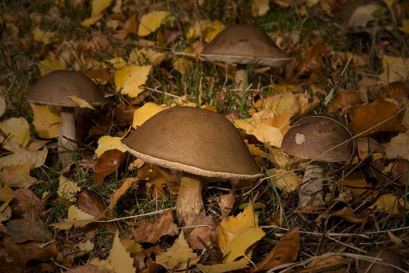 FH_091031_9991.jpg - Gewone berkeboleet, Leccinum scabrum