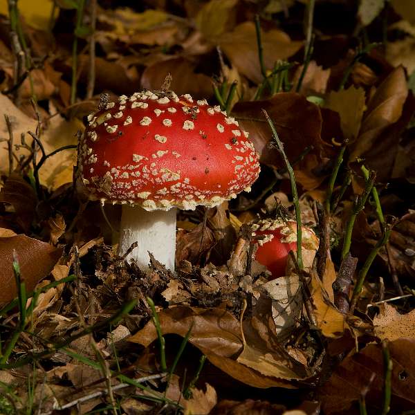 FH_091031_9994.jpg - Vliegenzwam, Amanita muscaria