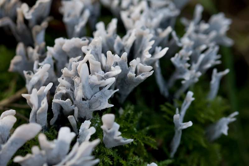 FH_091202_10302.jpg - Xylaria hypoxylon - Geweizwammetje