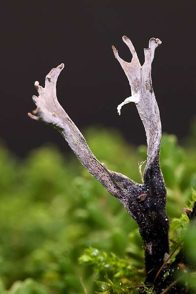 FH_091202_10309.jpg - Xylaria hypoxylon - Geweizwammetje