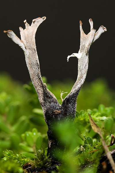 FH_091202_10311.jpg - Xylaria hypoxylon - Geweizwammetje