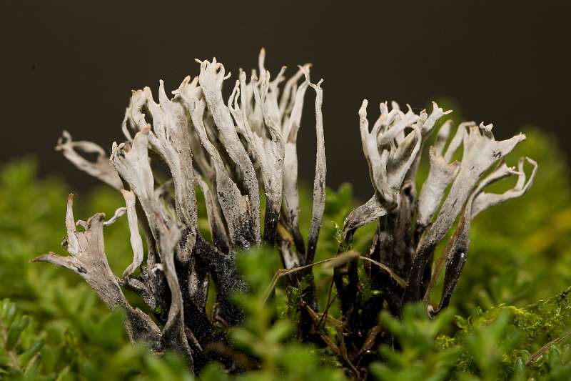 FH_091202_10312.jpg - Xylaria hypoxylon - Geweizwammetje