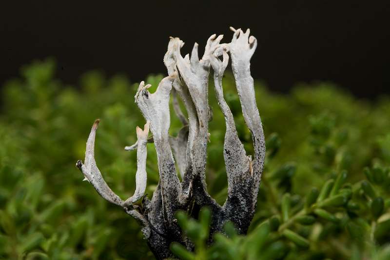 FH_091202_10320.jpg - Xylaria hypoxylon - Geweizwammetje