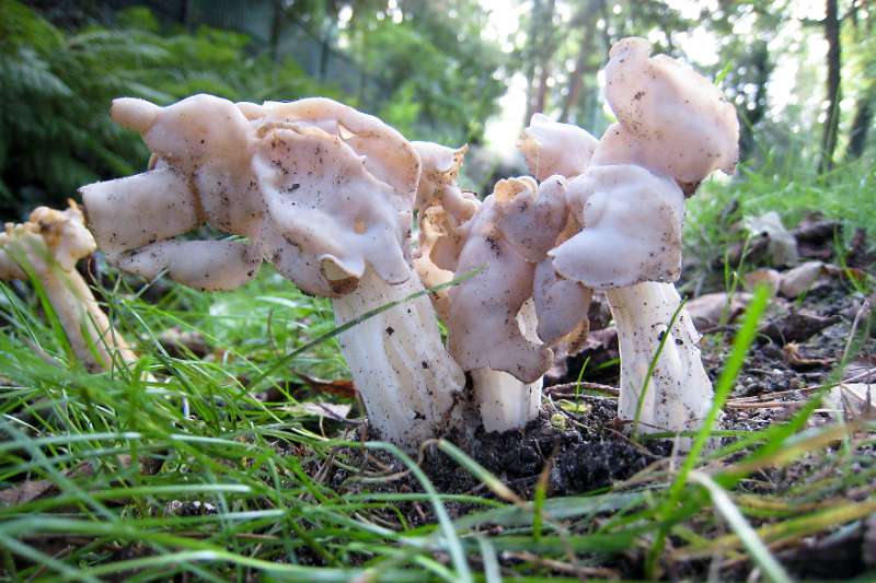 FH_101001_IX1495.jpg - Witte Kluifzwam - Helvella crispa