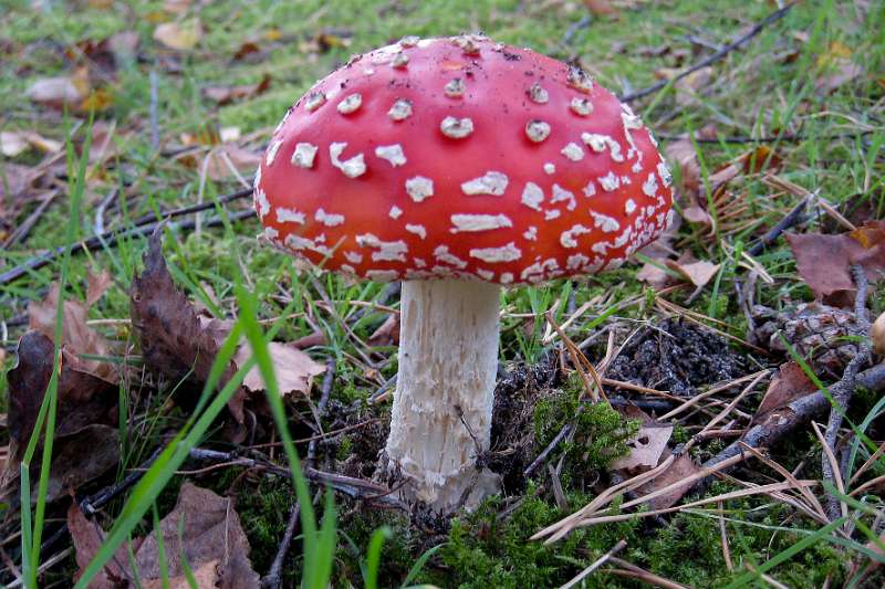 FH_101001_IX1506.jpg - vliegenzwam, Amanita muscaria