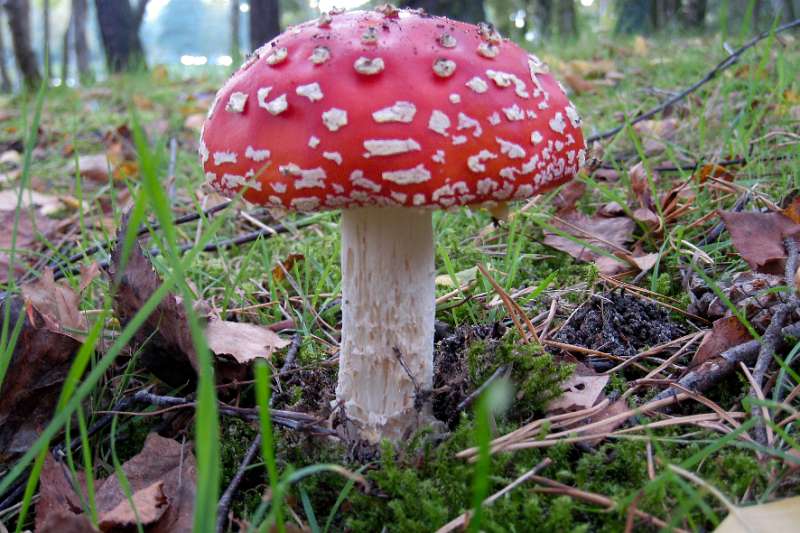 FH_101001_IX1507.jpg - vliegenzwam, Amanita muscaria