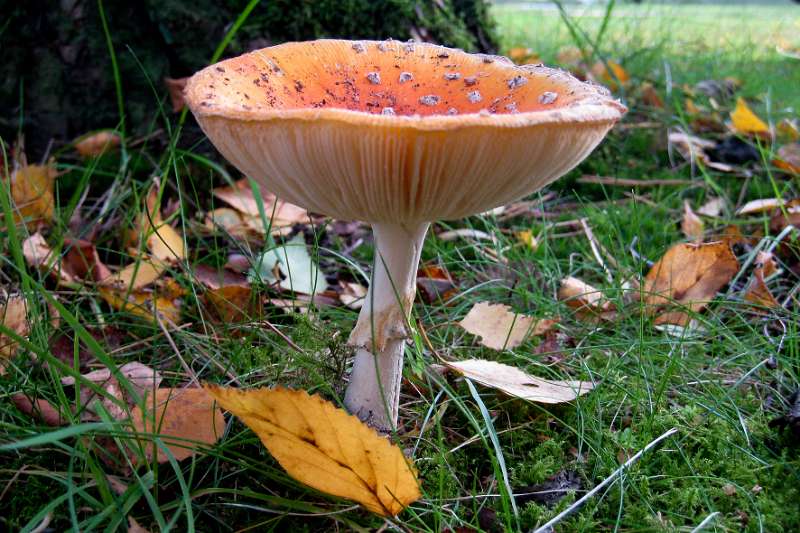 FH_101001_IX1510.jpg - vliegenzwam, Amanita muscaria