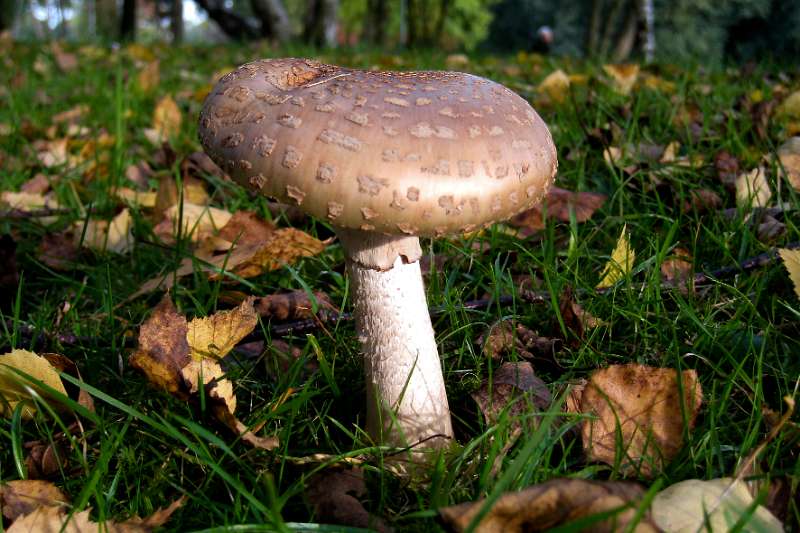 FH_101001_IX1511.jpg - Grauwe amaniet, Amanita excelsa