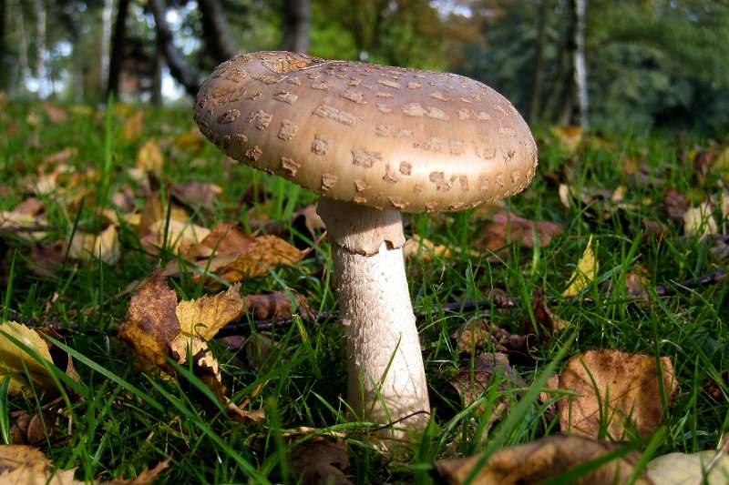 FH_101001_IX1513.jpg - Grauwe amaniet, Amanita excelsa