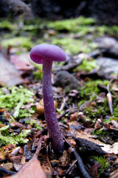 FH_101002_IX1524.jpg - Amethistzwam (Laccaria amethystina), ook wel rodekoolzwam