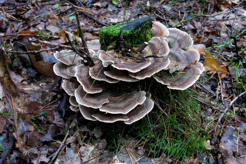 FH_101002_IX1528.jpg - Gewoon elfenbankje, Trametes versicolor