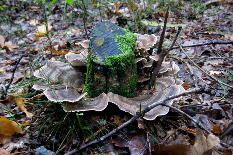 FH_101002_IX1529.jpg - Gewoon elfenbankje, Trametes versicolor