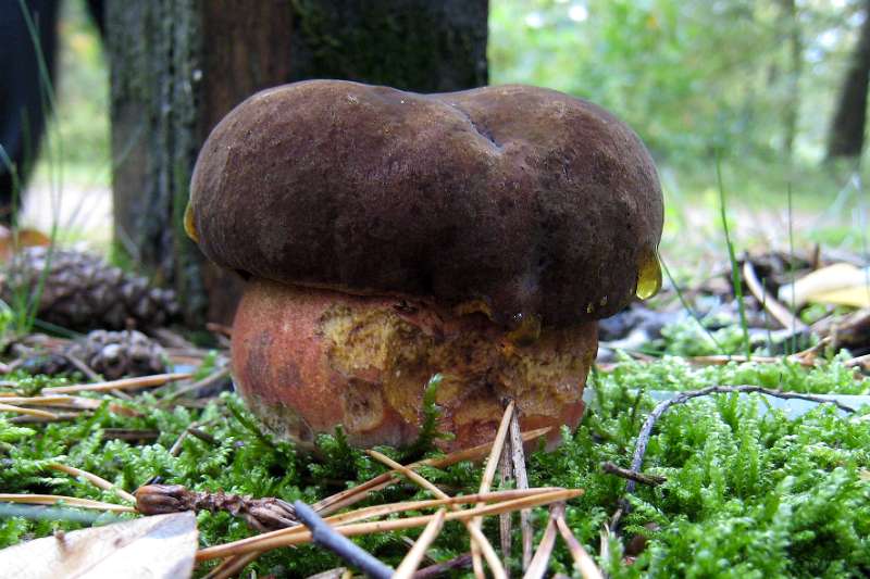 FH_101002_IX1534.jpg - gewone heksenboleet (Boletus erythropus)