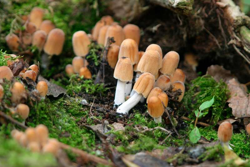 FH_AUC_0008.jpg - Gewone glimmerinktzwam, Coprinus micaceus