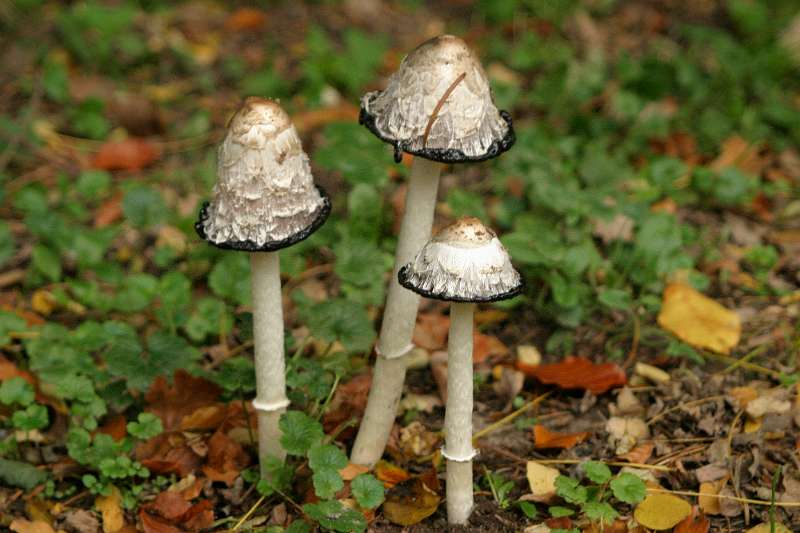 FH_AUC_0042_2232.jpg - Geschubde inktzwam, Coprinus comatus